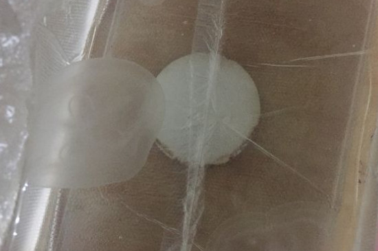 水母吃什么