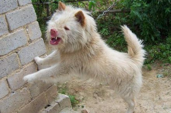 怎样挑选好的下司犬，掌握4个技巧教你选出优良的下司犬