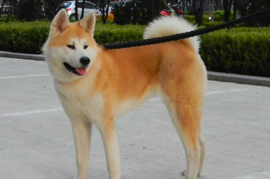 秋田犬和柴犬的区别