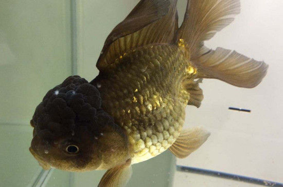 泰狮正常能养到多大