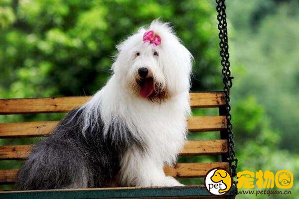 古牧犬是什么狗，英国古代牧羊犬(属于禁养犬类)
