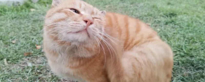 猫会发烧吗