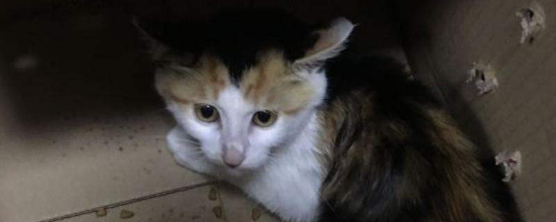 猫下巴肿了一个大包