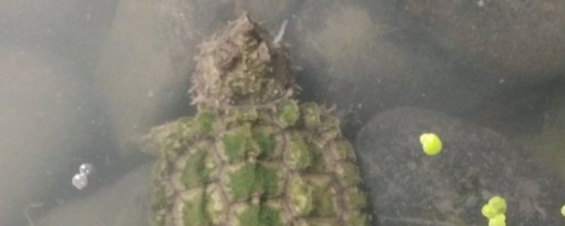 家养鳄鱼龟怎么养