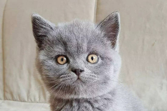 猫的呼噜声是什么意思，猫咪呼噜声代表什么