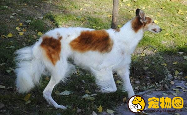 苏俄猎狼犬波索尔天生神秘，如今已成为受欢迎的伴侣犬