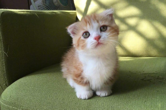 曼赤肯猫有基因缺陷吗