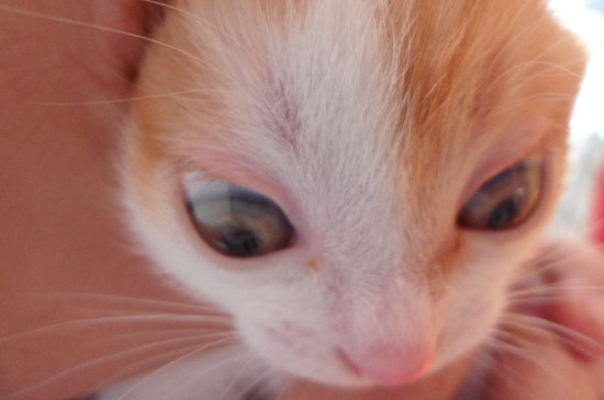 猫咪得了猫癣怎么办，猫咪得了猫癣的症状