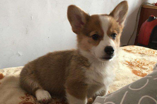 纯种柯基犬价格多少钱一只，正常柯基什么价钱