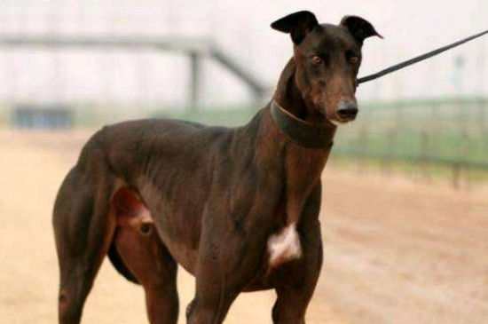 格力犬缺点