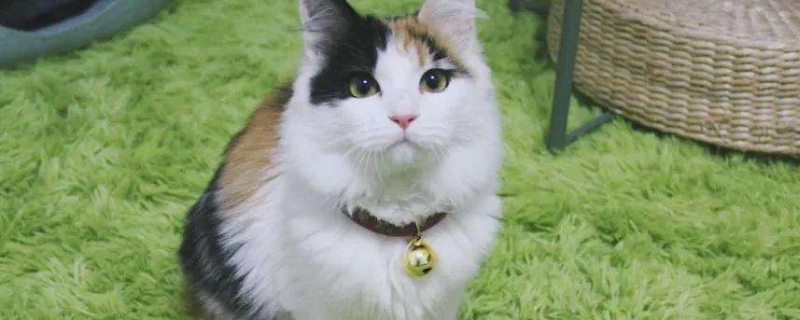 猫很瘦不长肉怎么办