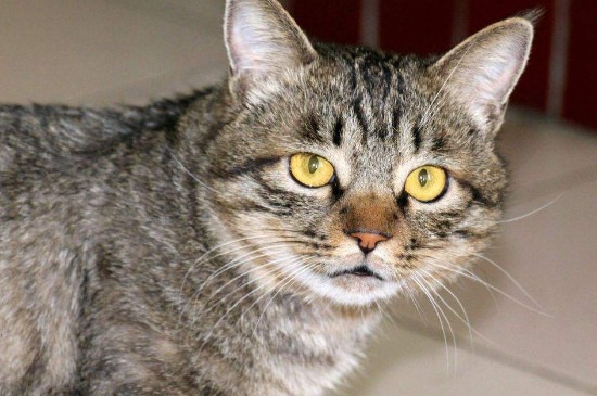 猫开心的表现和不开心的表现