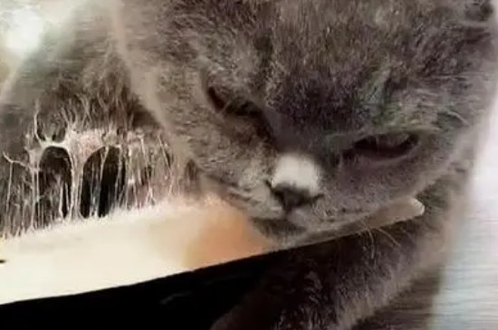 猫粘上老鼠胶怎么洗掉