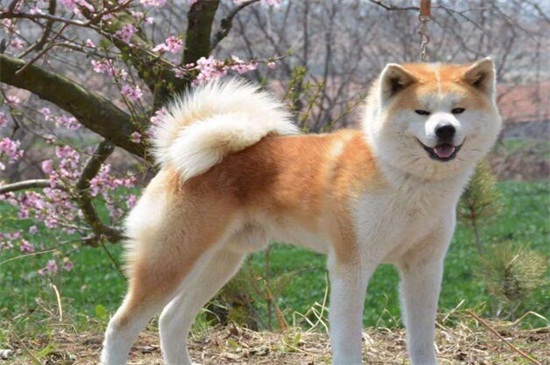 柴犬和秋田犬哪个好，综合比较柴犬更适合家养