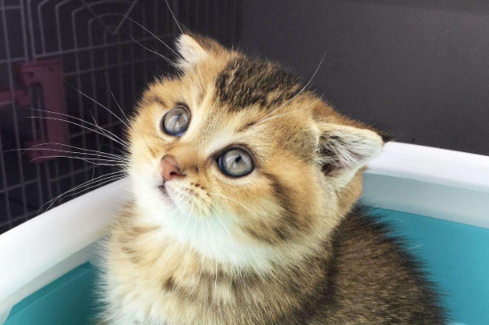 猫吐血怎么回事
