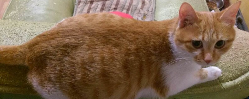 怎么看母猫有没有怀孕
