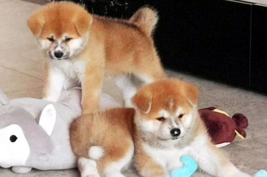 秋田犬为什么禁养