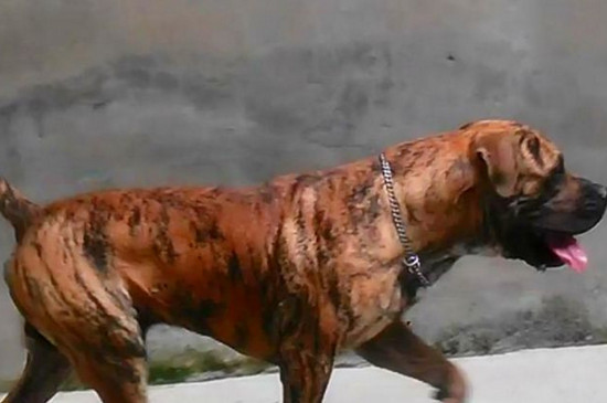 世界上十大禁犬