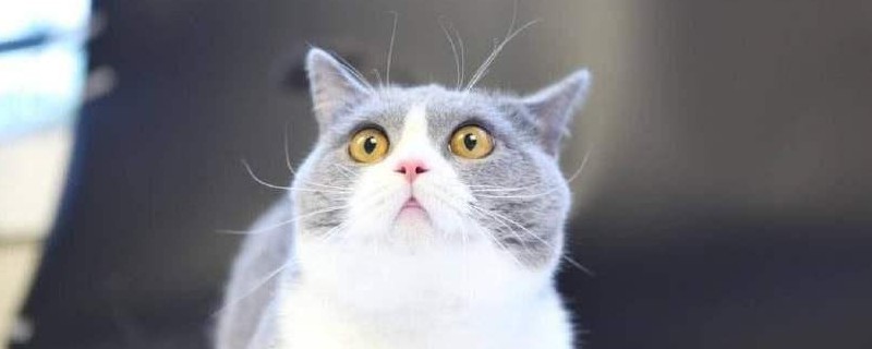 适合女生养的猫