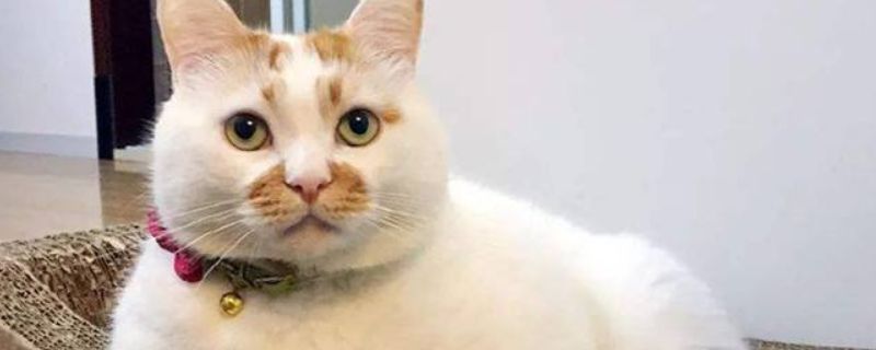 猫怎么驱虫