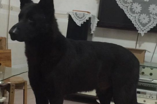 黑狼犬的优点和缺点
