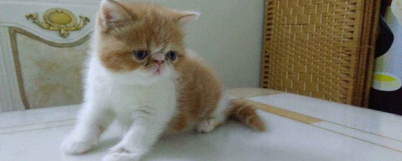 哪里有卖便宜小猫的
