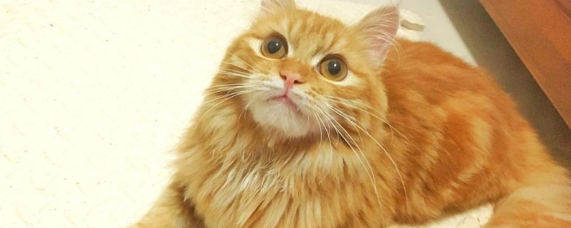 长毛田园猫特征