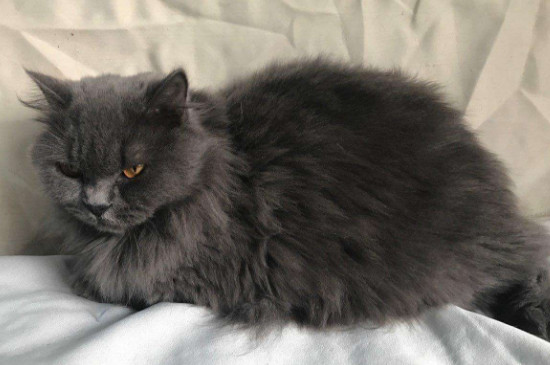 蓝猫和布偶配出来长什么样子