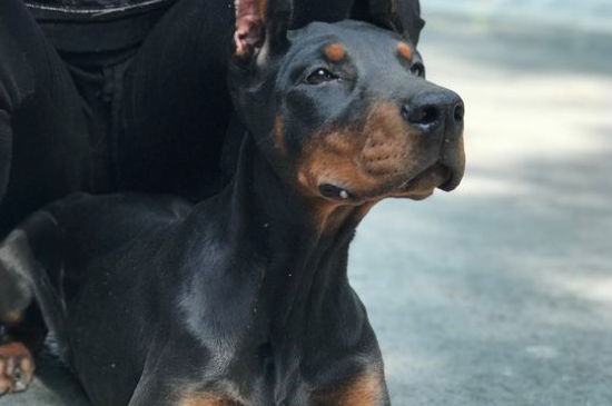 世界十大警犬