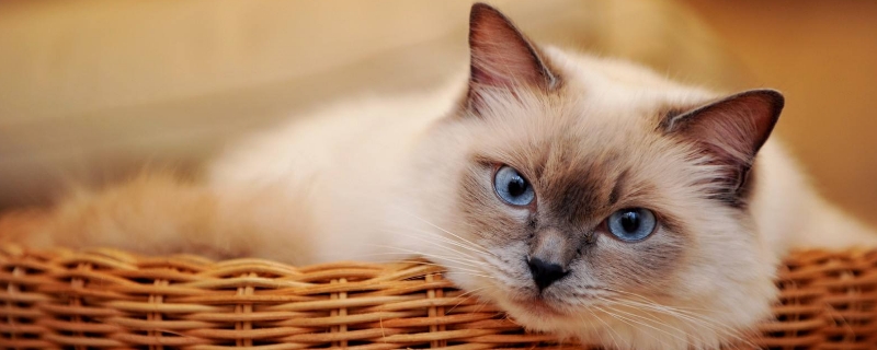 小猫咪踩奶是什么意思