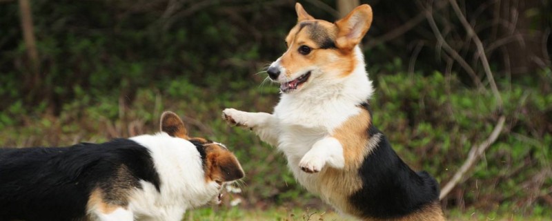 不爱叫的小型犬有哪些