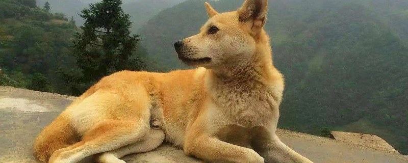 中华田园犬是什么狗