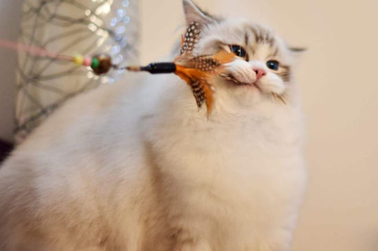 养猫还是养狗