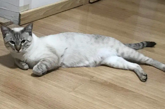 小奶猫高处摔下内伤表现