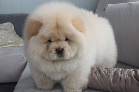 松狮犬怎么训练听主人命令