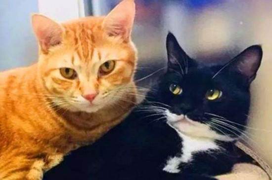 黑猫警长是什么猫，黑猫警长原型是哪种猫