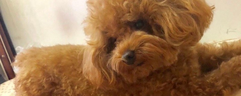 小狗睡觉抽搐