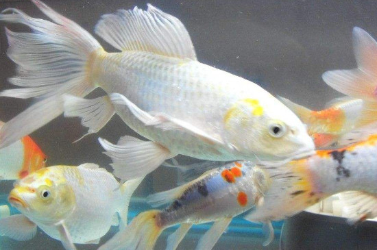 锦鲤沉底不游怎么治疗
