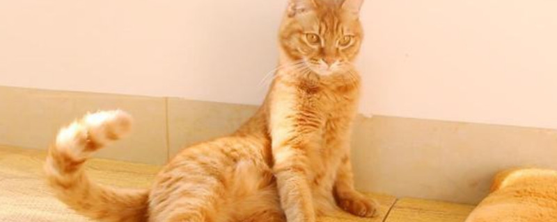 猫躺着拍打尾巴什么意思