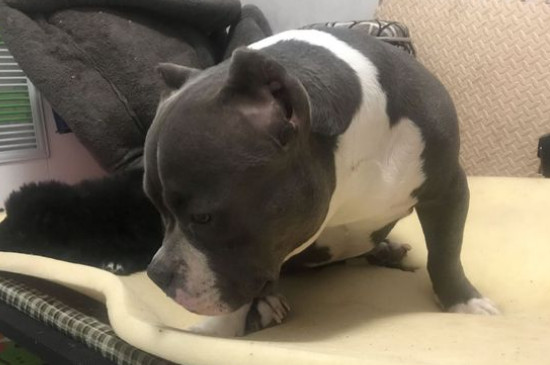 恶霸犬为啥养的都后悔