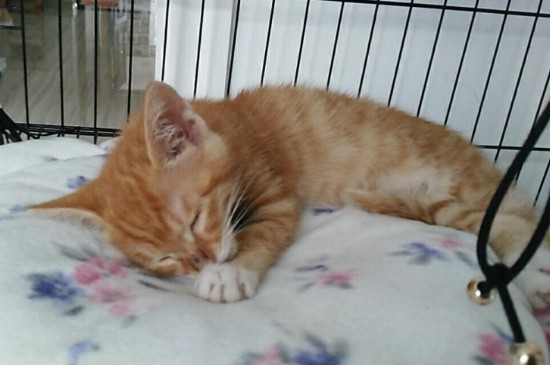 怎么看出猫有弓形虫