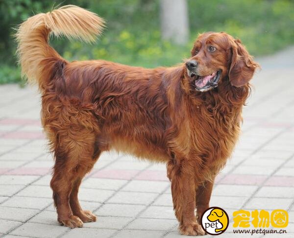 爱尔兰雪达犬凶不凶，待人友善但有时候会很淘气