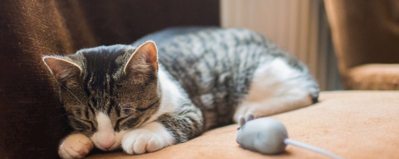 猫得猫瘟的症状
