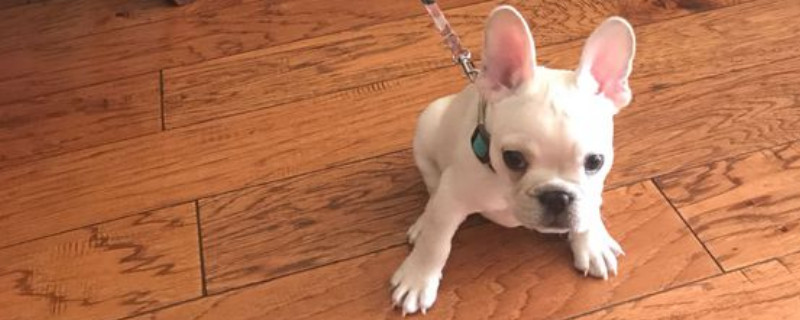 斗牛犬适合在笼子里养吗，斗牛犬关笼子养的危害