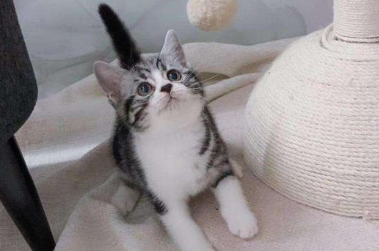 猫三联多久打一次
