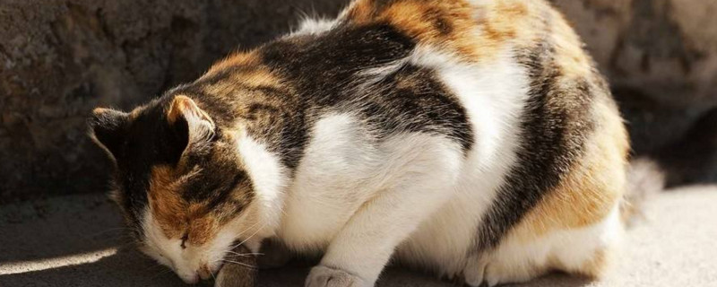 猫吃黄瓜有好处么