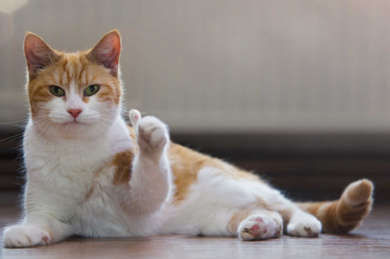 猫肚子大是怎么回事
