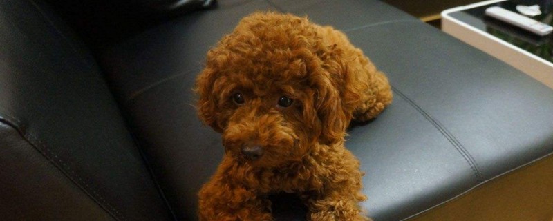 怎样给泰迪犬美容