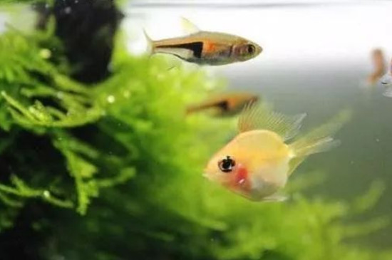 鱼缸水发黄的解决办法