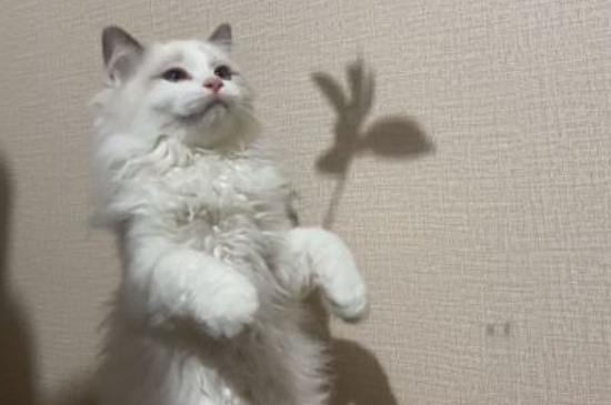 撸猫啥意思